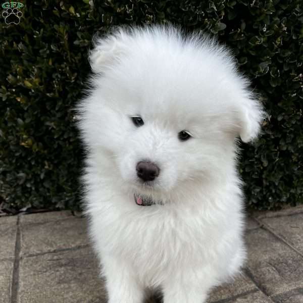 Sandy, Samoyed Puppy